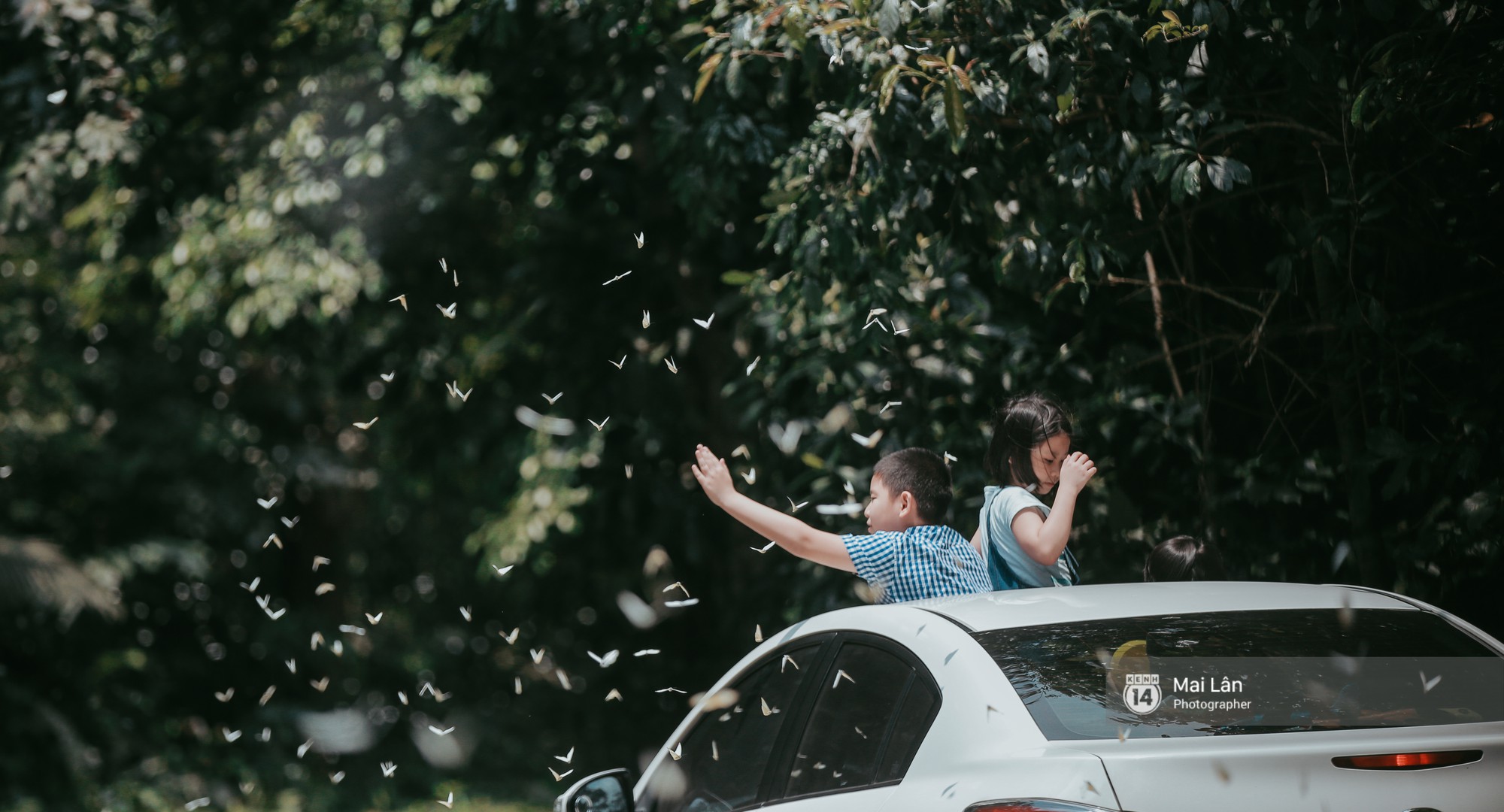 Video rừng Cúc Phương vào mùa bướm: Đẹp như một giấc mơ